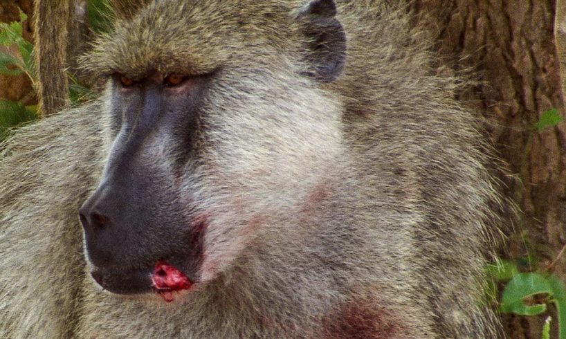 Baboons Fight for Mating Rights | BBC Earth