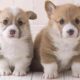 Baby Dogs Cute And Funny Dog Videos - Cutest Puppies On Earth 2019 | Puppies TV