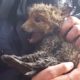 Baby Fox Trapped In Pipe Can't Wait To See Mom Again | The Dodo