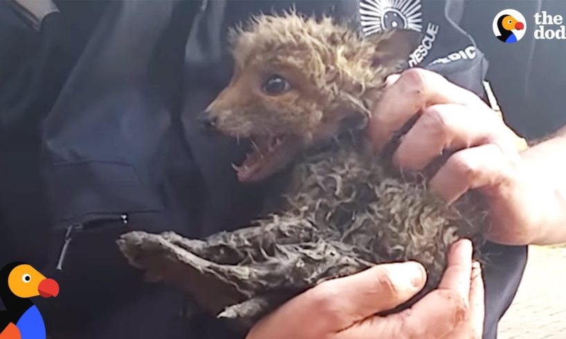 Baby Fox Trapped In Pipe Can't Wait To See Mom Again | The Dodo