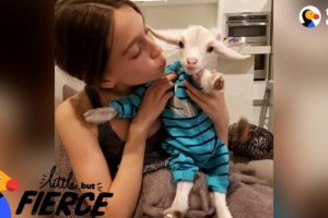 Baby Goat Is Pretty Sure He's A Dog | The Dodo Little But Fierce