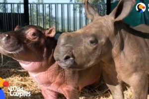 Baby Hippo and Orphaned Rhino Fall In Love With Each Other | The Dodo Odd Couples
