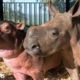 Baby Hippo and Orphaned Rhino Fall In Love With Each Other | The Dodo Odd Couples