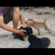 Baby Monkeys Attack Humans To Protect Two Newborn Puppies