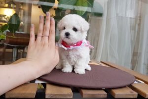 Baby bichon frise puppy video doll?puppy? cutest puppy - Teacup puppies KimsKennelUS