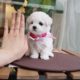Baby bichon frise puppy video doll?puppy? cutest puppy - Teacup puppies KimsKennelUS