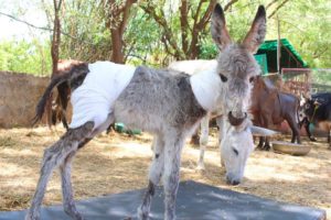 Baby donkey covered in puncture wounds rescued