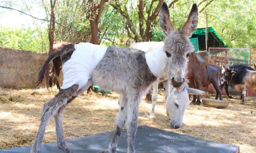 Baby donkey covered in puncture wounds rescued