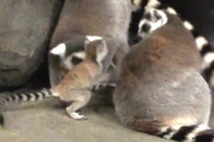 Baby zoo animals: Little lemur plays at the Staten Island Zoo