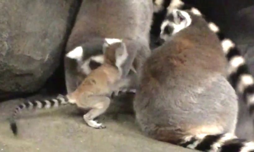 Baby zoo animals: Little lemur plays at the Staten Island Zoo