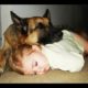 Babysitter German Shepherd Dog protects and playing with Babies Compilation 2019