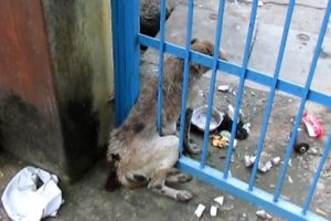 Badly wounded old dog stuck in gate rescued