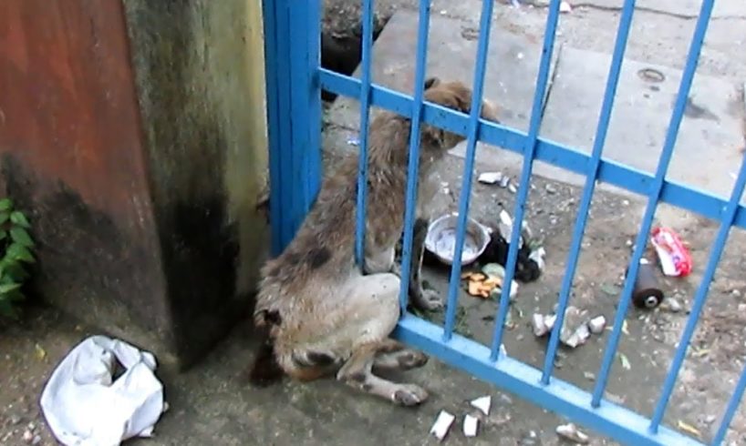 Badly wounded old dog stuck in gate rescued