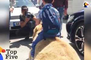 Bear Chained For Selfies Finally Runs Free + Animals Freedom Stories | The Dodo Top 5