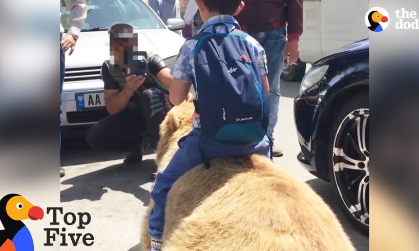 Bear Chained For Selfies Finally Runs Free + Animals Freedom Stories | The Dodo Top 5
