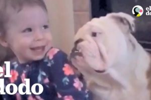 Bebita y bulldog crecen y aprenden juntos | El Dodo