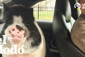 Bebé cerdito crece mucho más de lo que su mamá esperaba | El Dodo