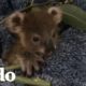 Bebé koala se prepara para volver a casa | El Dodo
