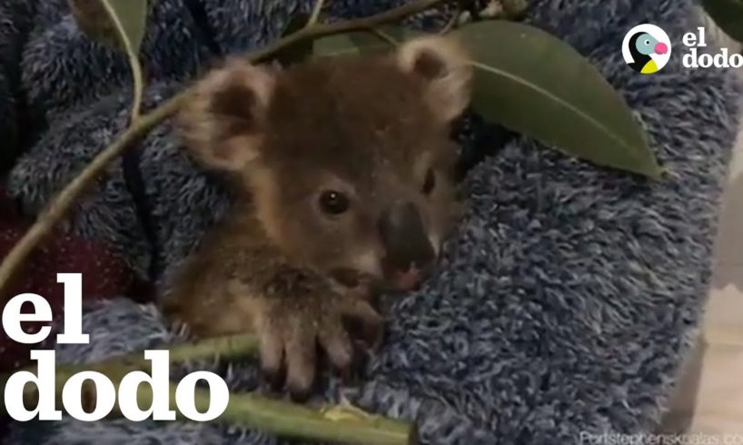 Bebé koala se prepara para volver a casa | El Dodo
