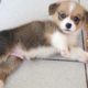 Best Cute Puppies Ever - Cutest Puppies In The World - Cute Dog Puppies Funny Videos | Puppies TV