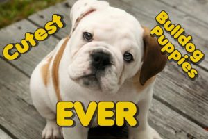 Best Funny Bulldog Puppy Compilation, So Cute , Cutest Puppies Ever