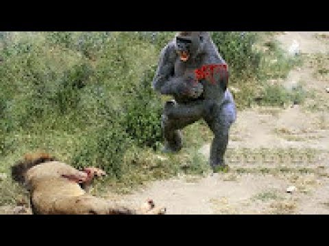 Best Moments Wild Animal Attacks - Craziest Animal Fights On Camera