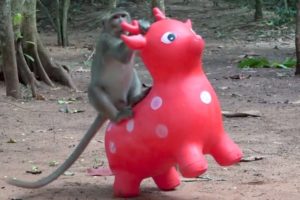 Best games for animals - The most happier monkeys playing with wild deer toy