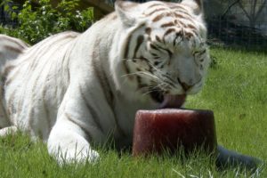 Big Cat Popsicles!