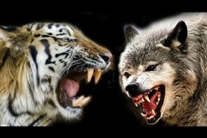 Biggest Wild Animal Fight - Felids vs Canids - Ultimate Scene's compilation