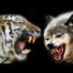 Biggest Wild Animal Fight - Felids vs Canids - Ultimate Scene's compilation