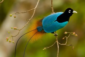 Birds-of-Paradise Project Introduction