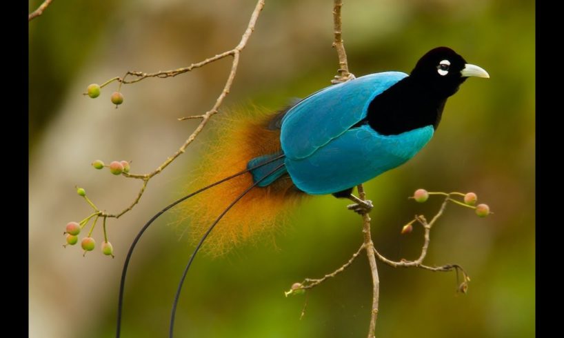 Birds-of-Paradise Project Introduction