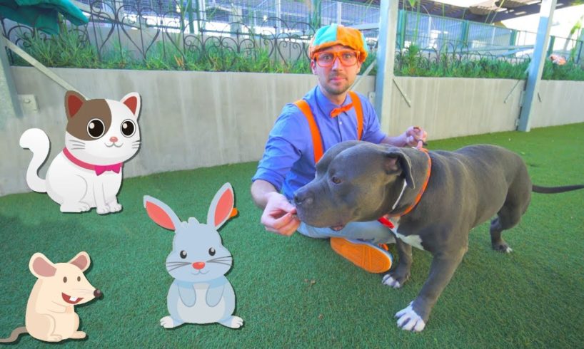 Blippi Visits an Animal Shelter | Learn Animals for Children and The Pet Song