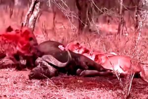 Bloody Animal Fight To The Death 720p - ANIMAL VIDEOS