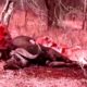 Bloody Animal Fight To The Death 720p - ANIMAL VIDEOS