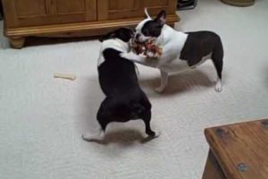 Boston Terrier dogs FUNNY dog shenanigans CUTE puppies (Original)