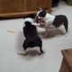 Boston Terrier dogs FUNNY dog shenanigans CUTE puppies (Original)