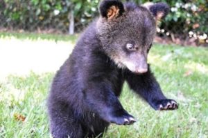 Bouncing Bear Cub BooBoo Playing With Lion Cubs