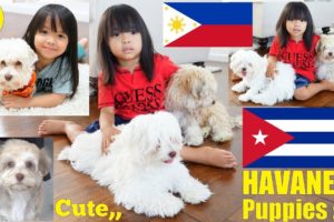 Bringing Home Our New Puppies. The Cutest Puppies! Cute Havanese Puppies! A Filipino Diary