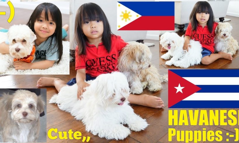 Bringing Home Our New Puppies. The Cutest Puppies! Cute Havanese Puppies! A Filipino Diary