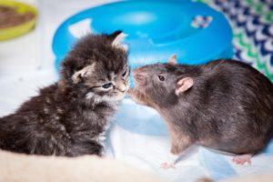 Brooklyn Cat Cafe Employs Rats To Care For Kittens | CUTE AS FLUFF