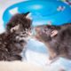 Brooklyn Cat Cafe Employs Rats To Care For Kittens | CUTE AS FLUFF