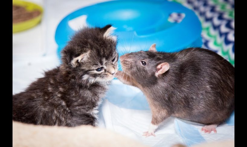 Brooklyn Cat Cafe Employs Rats To Care For Kittens | CUTE AS FLUFF