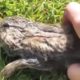 Bunny Rescued From Lake by Incredible Guy | The Dodo