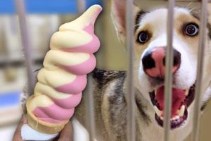 Buying 100 Homeless Dogs Ice Cream On The Hottest Day