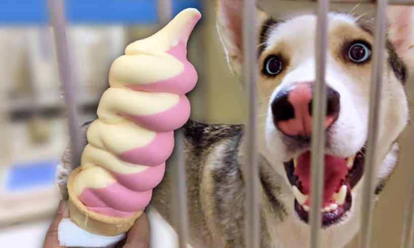 Buying 100 Homeless Dogs Ice Cream On The Hottest Day