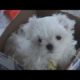 CUTE PUPPIES!!- 8 Weeks Old- Puppies vs Cat!