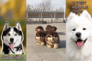 CUTEST ANIMALS IN THE WORLD #4 - Cute dog walking - Cute Dog walking compilation 2019