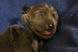 CUTEST PUPPIES IN THE WORLD - DAY 5 - CHARCOAL & SILVER Labrador retrievers!