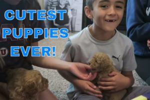 CUTEST PUPPIES! Will Dad Let Ashlund Jade & Boys Get Puppy